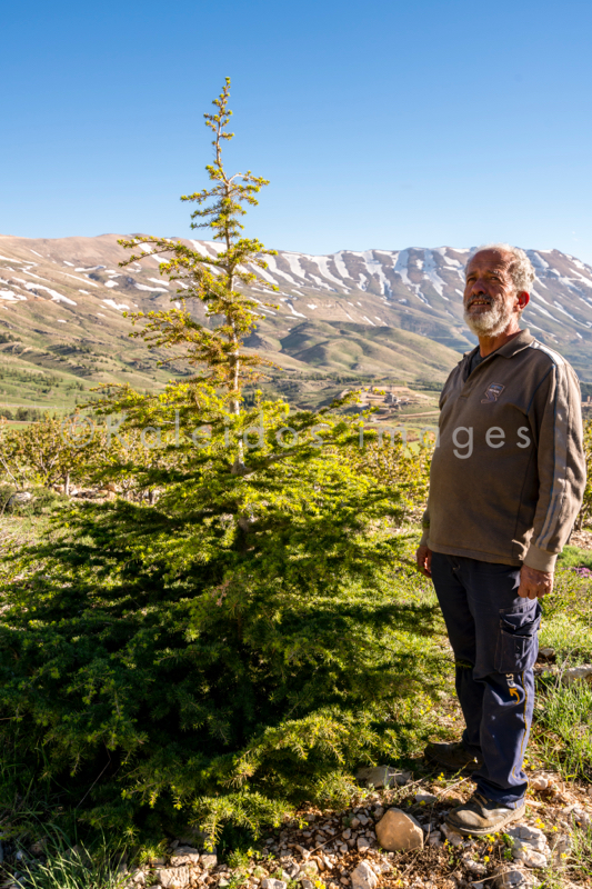 Al Arz;Kaleidos;Kaleidos images;Lebanon;Middle East;Near East;Tarek Charara;Youssef Tawk;Cedars;Cedars of Lebanon;Cedrus libani